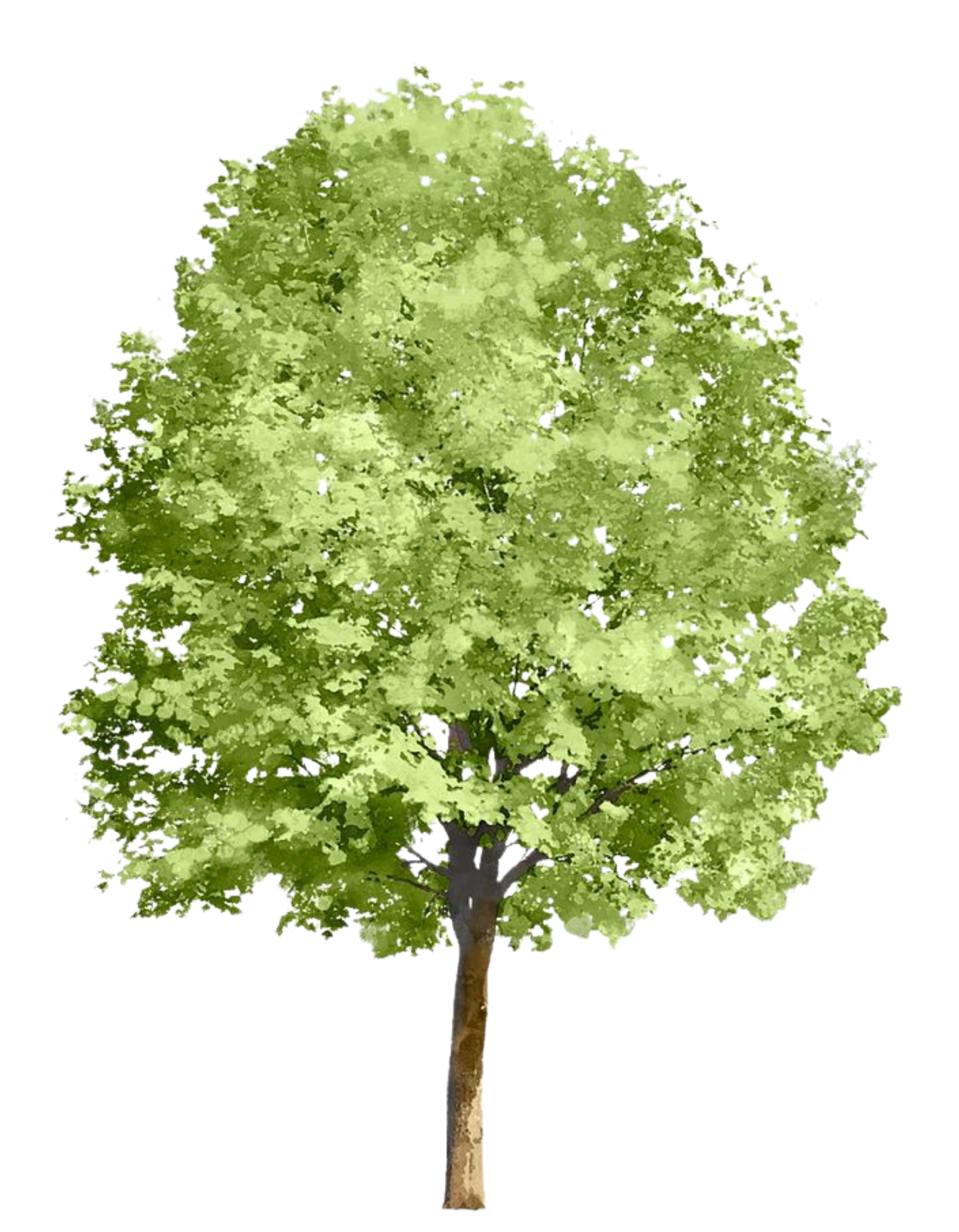Garden Tree